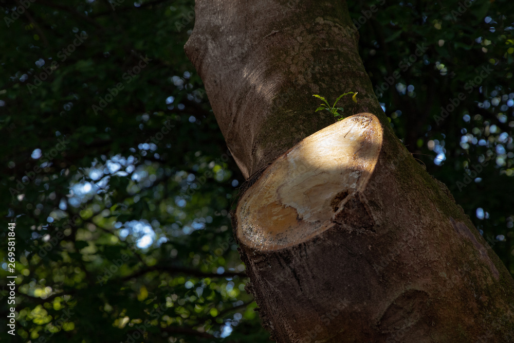 Obraz premium Growing despite any difficulty