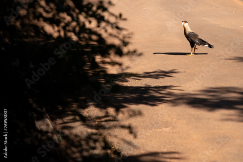 Brazilian eagle walking to hunt on shadows