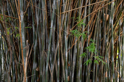 the nature of a bamboo forest
