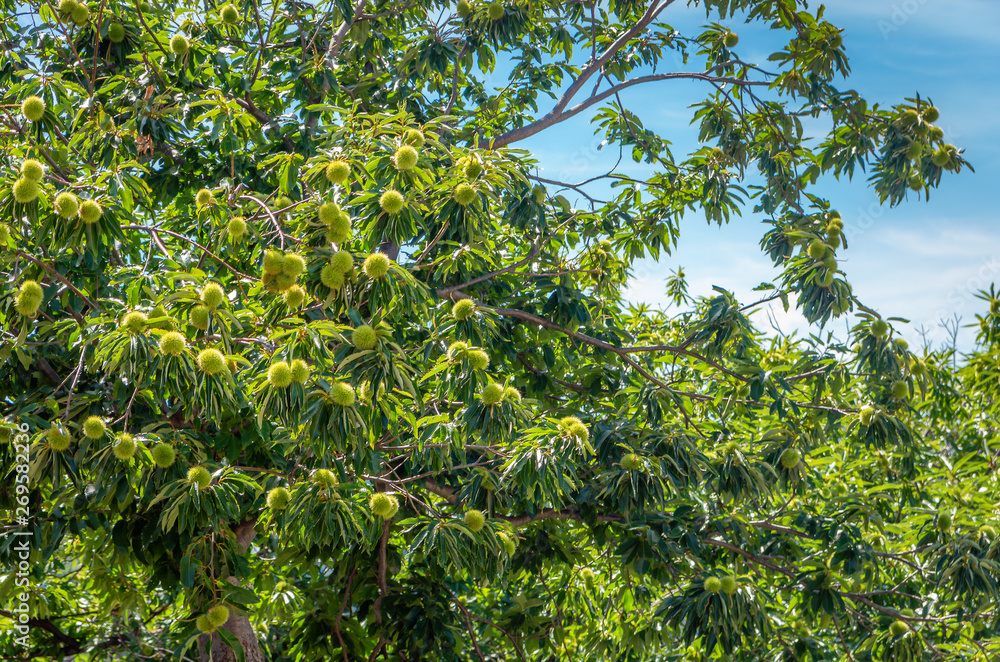 Chestnuts on the tree. Chestnuts on the tree.