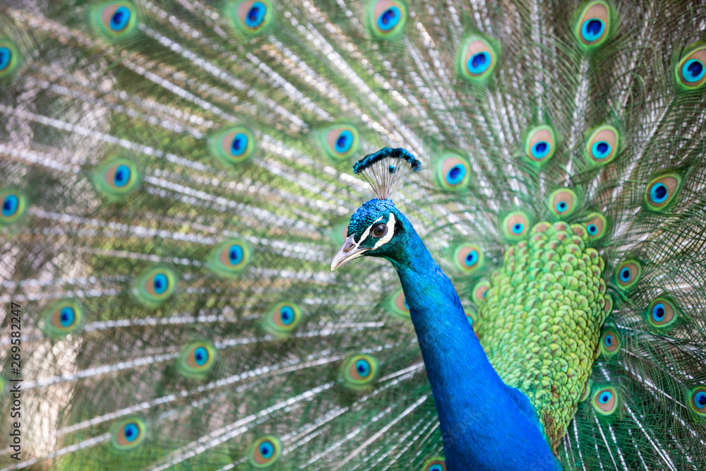 Obraz premium Peacock with all its colors