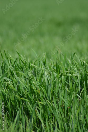  green grass field