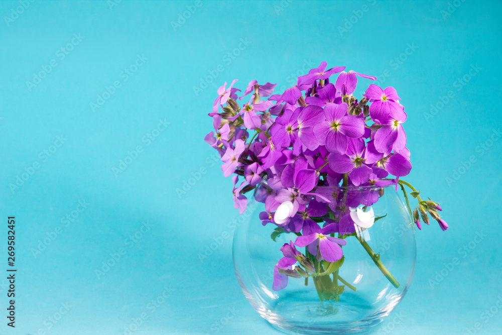 Small purple flowers Aubrieta in a glass vase on a blue background