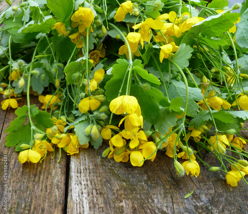 Greater celandine herb (Chelidonium majus, tetterwort, nipplewort or swallowwort). Yellow flowers and green leaves on old wood background. Closeup, selective focus.