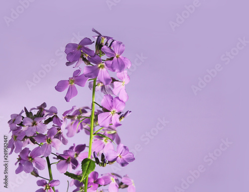 Aubrieta small purple flowers on a light background
