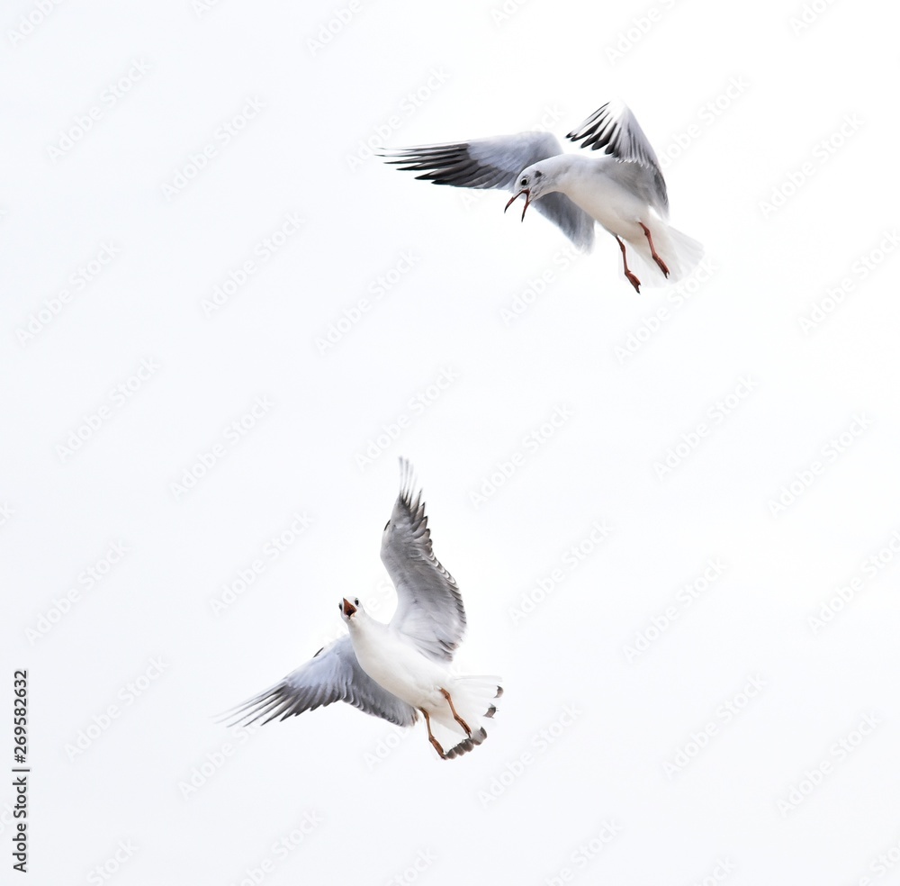 Obraz premium Birds