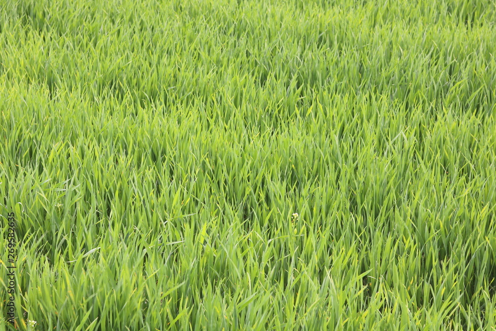 Natural green background with juicy spring green grass Natural green background with juicy spring green grass