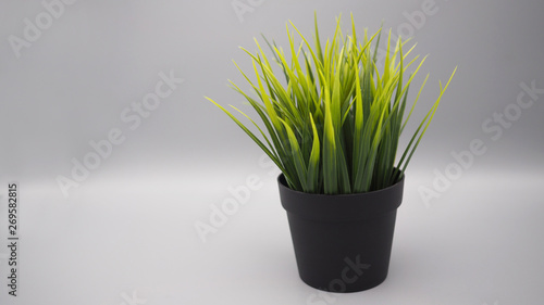 Artificial plants or plastic or fake tree on black background.