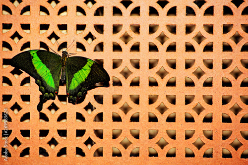 butterfly incept wooden wall background  photo