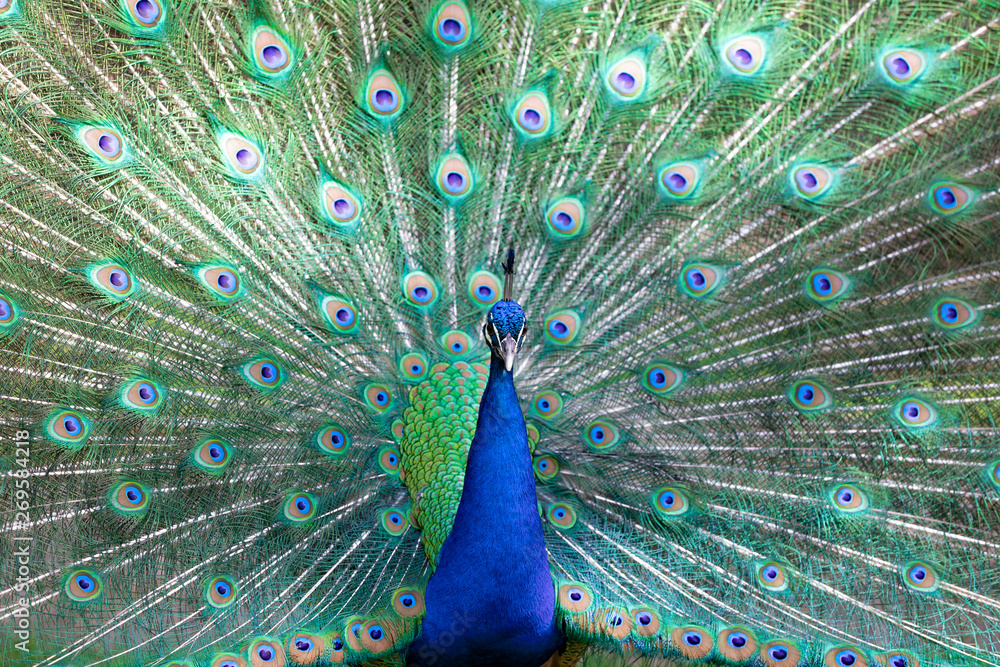 Obraz premium Peacock with all its colors