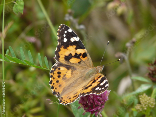 Schmetterling © Nadine