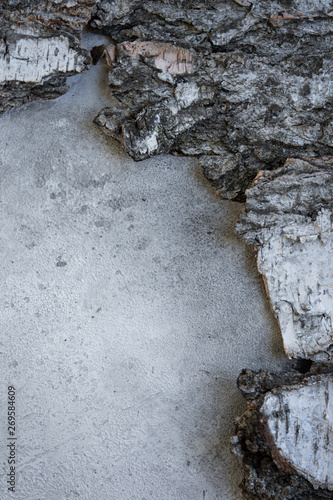 texture birch bark and concrete or plaster. Volumetric texture. Vintage wall photo