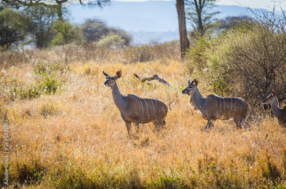Female Kudu carefully walk through trees and grassland in Tanzania Female Kudu carefully walk through trees and grassland in Tanzania