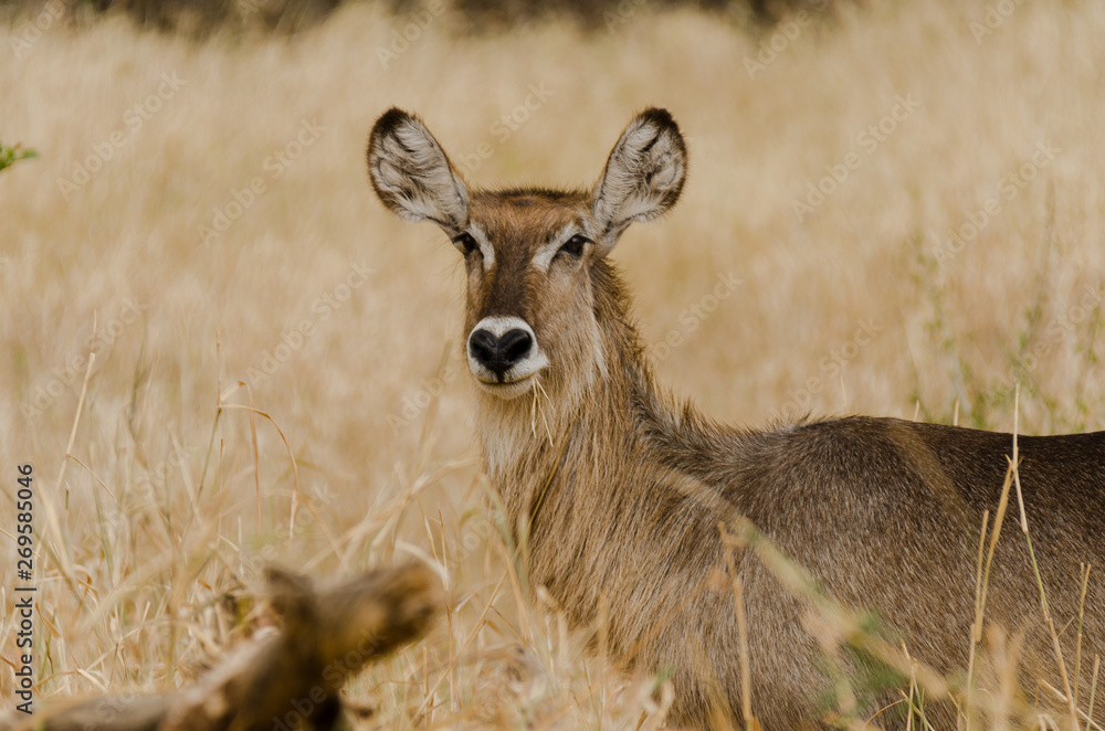 Close up of a female waterbuck in Tanzania, Africa Close up of a female waterbuck in Tanzania, Africa