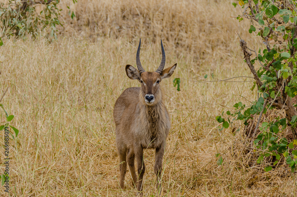 A male waterbuck stands in dry grasslands in Tanzania A male waterbuck stands in dry grasslands in Tanzania