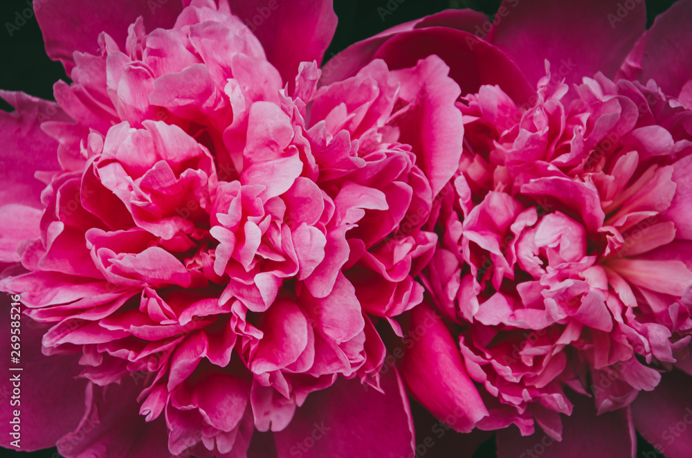 Lush bright pink flowers of the fragrant spring peony of May. Lush bright pink flowers of the fragrant spring peony of May.