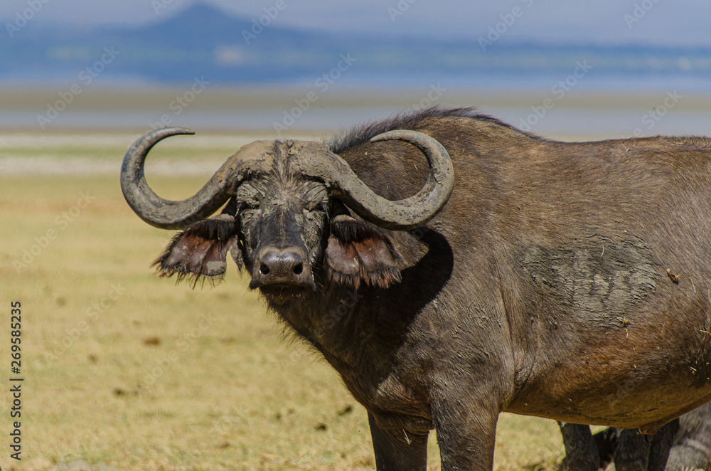 Close up of an African Cape Buffalo Close up of an African Cape Buffalo
