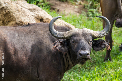 African buffalo in field
