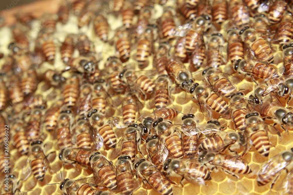 Fototapeta premium Bee colonies. Worker bees on honeycomb.