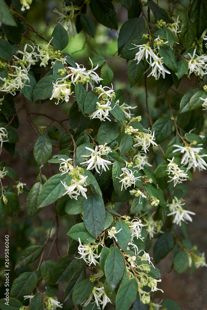 Fototapeta premium Loropetalum chinense