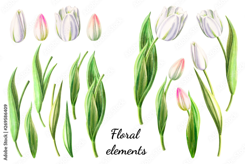 Set of beautiful white tulips. Bouquet. Marker drawing. Watercolor painting. Floral composition of design elements. Greeting card. Wedding, birthday. Painted background. Hand drawn illustration.