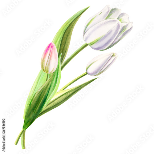 Beautiful white tulip composition. Bouquet. Marker drawing. Watercolor painting. Floral composition of design elements. Greeting card. Wedding  birthday. Painted background. Hand drawn illustration.
