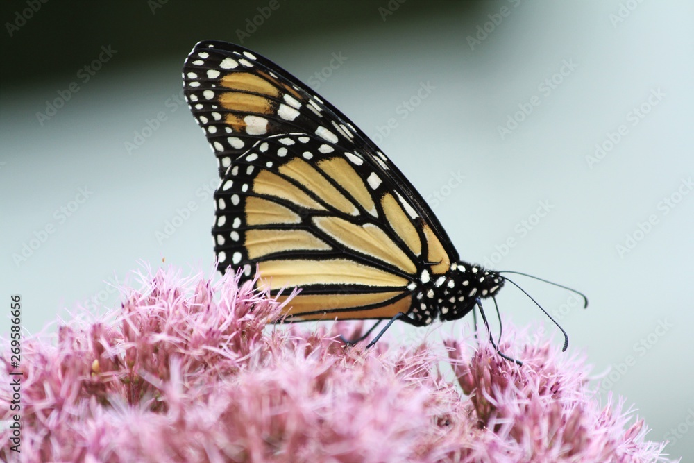 Fototapeta premium butterfly on flower