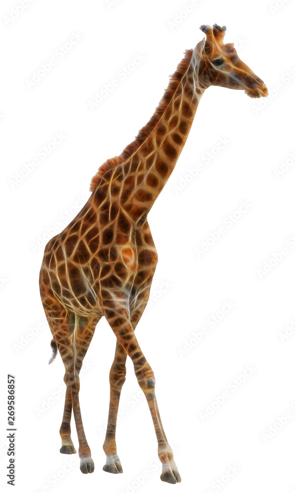 Obraz premium Giraffe isolated on white background