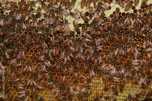 Bee honeycombs filled with honey and bees. Apiculture