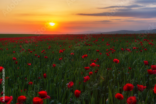 Spring flowering poppies on the field © alexmu