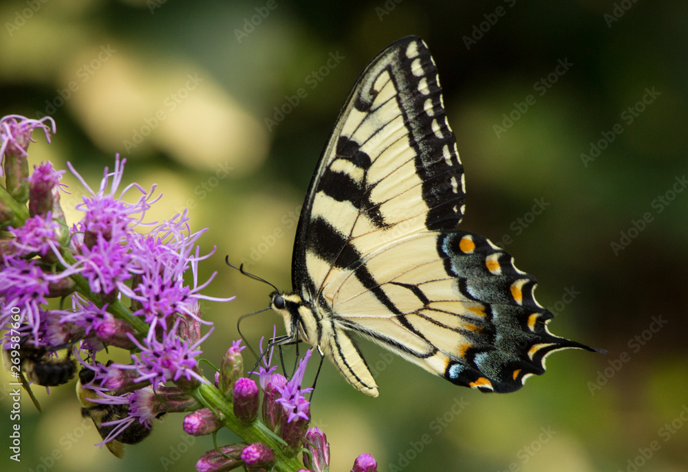 Swallowtail