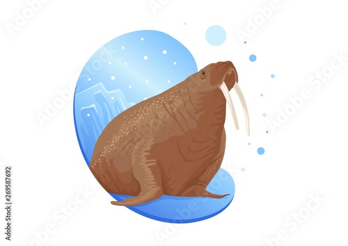walrus in the ice in the wild