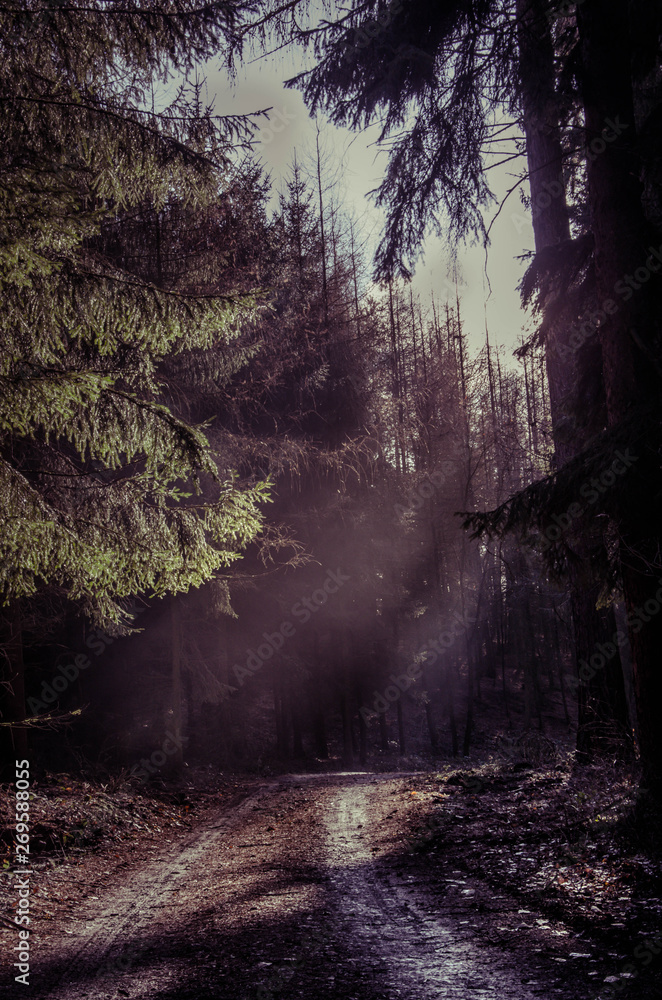 Obraz premium forest in fog