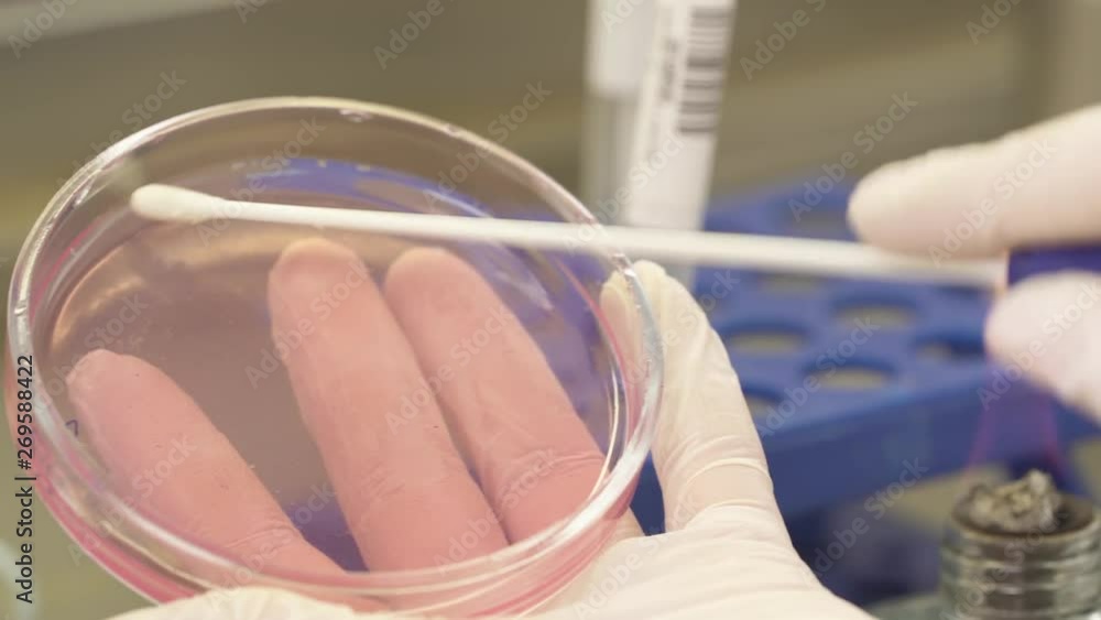 A closeup of scientists hand holding sterile swab and retrieving
