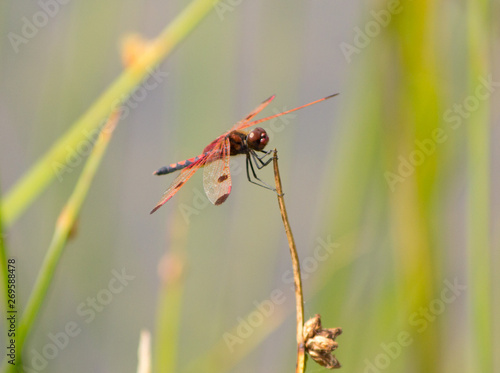 Wallpaper Mural red dragonfly Torontodigital.ca