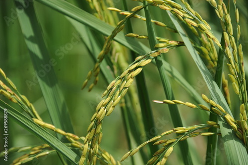 Le riz Pluvial dans un champs d'école auBurkina 