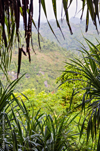 tropical rainforest green leaf. Tropical jungle