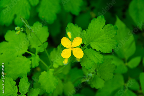 Greater celandine wildflower over background of colorful foliage.