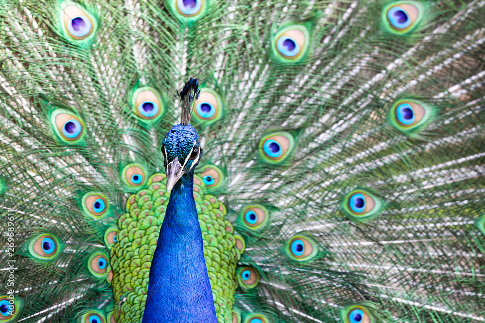 Obraz premium Peacock with all its colors