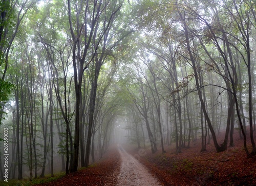 a dirt road through the foggy forest