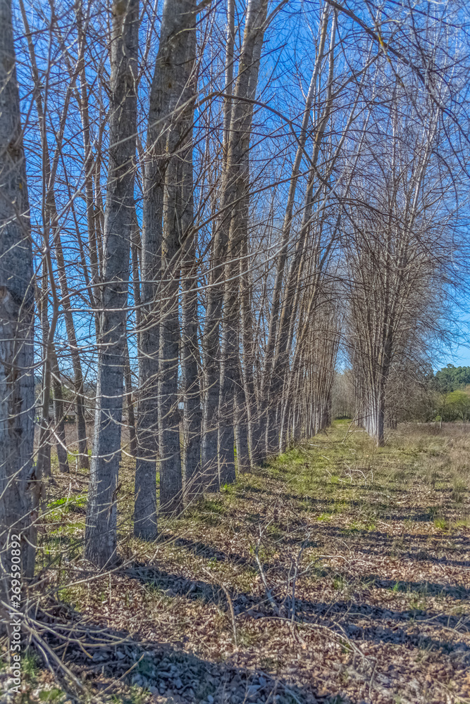Detailed view of the parallel trees on the herbs field Detailed view of the parallel trees on the herbs field