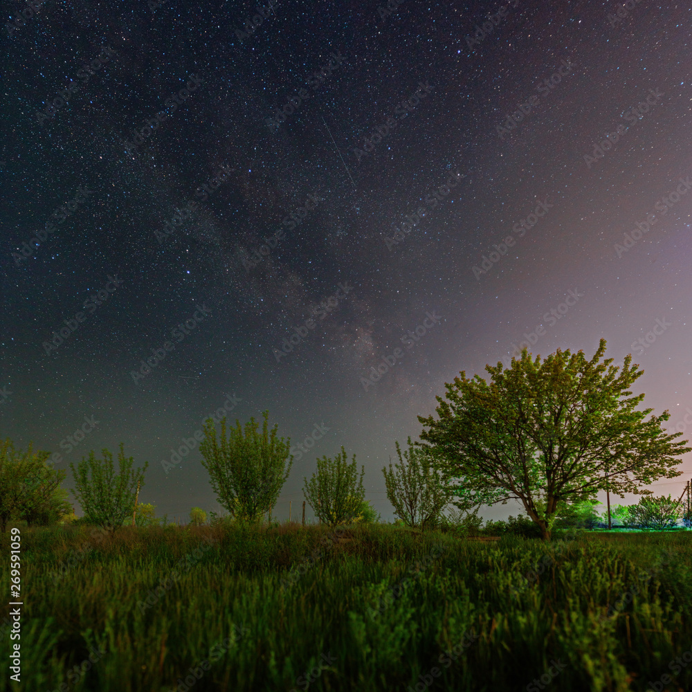 Green trees under the starry sky and Milky Way