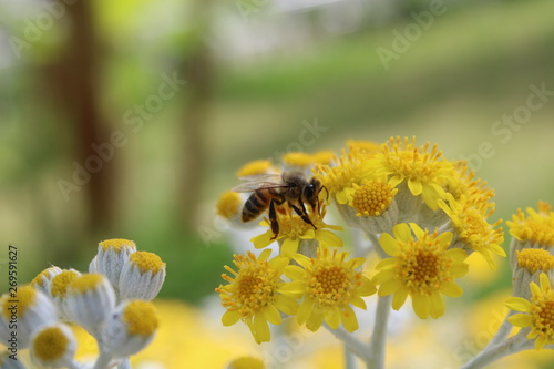 Honey bee on yellow daisy flower, close up view