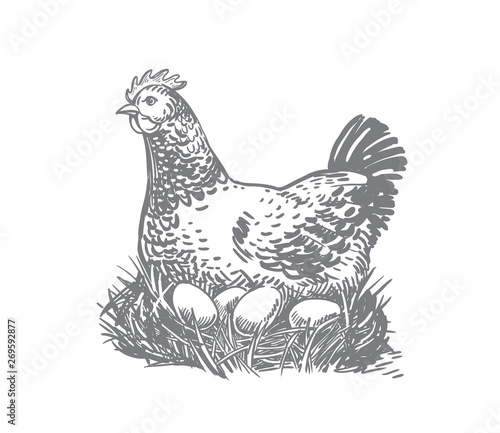 Chicken farm with eggs. Hen and eggs
