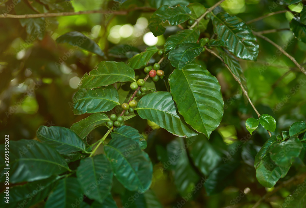 Coffee agriculture theme Coffee agriculture theme