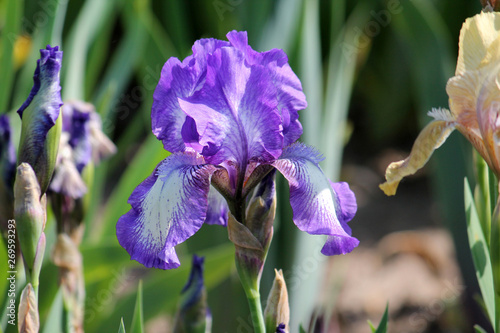 Fototapeta Naklejka Na Ścianę i Meble -  White-violet iris flower in garden. Cultivar Arctic Fancy from Intermediate Bearded Iris (IB) Group