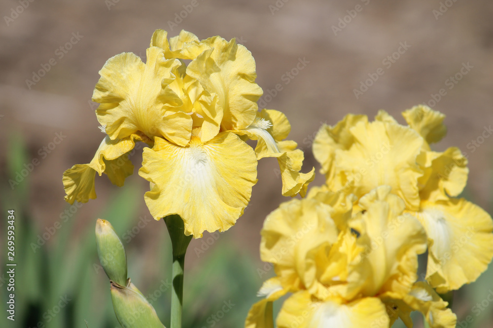 Yellow iris flower close-up in garden. Cultivar Lemon Pop from Intermediate Bearded Iris (IB) Group Yellow iris flower close-up in garden. Cultivar Lemon Pop from Intermediate Bearded Iris (IB) Group