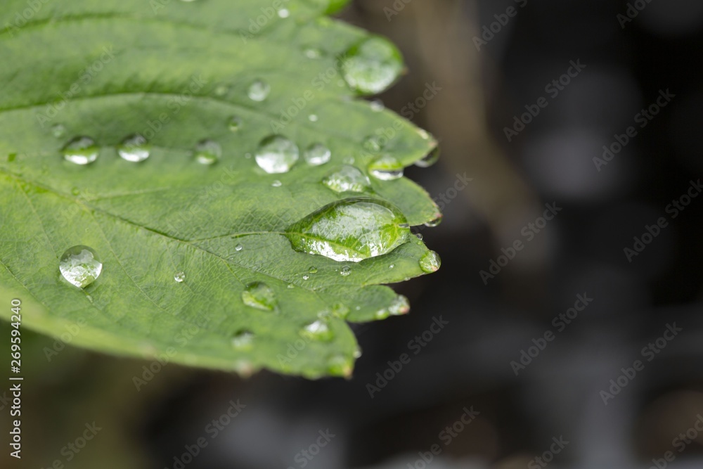 Gorgeous close up macro view of green strawberry leaf with raindrops. Beautiful green natutre backgrounds. Gorgeous close up macro view of green strawberry leaf with raindrops. Beautiful green natutre backgrounds.
