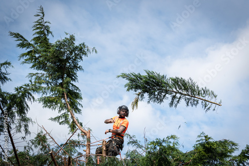 Tree surgeon hanging from ropes in the crown of a tree, throwing cut branches down. The adult male is wearing full safety equipment.