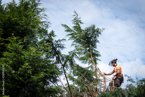 Foto Tree surgeon hanging from ropes in the crown of a tree using a chainsaw to cut branches down
